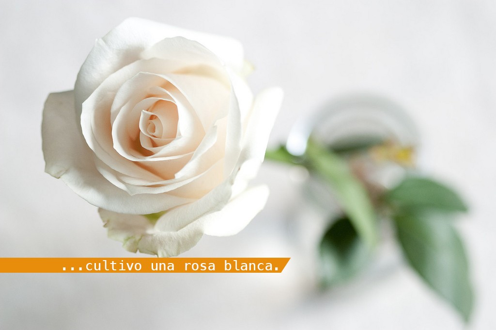 cultivo una rosa blanca